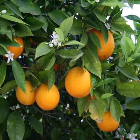 Citrus Grove Apartment