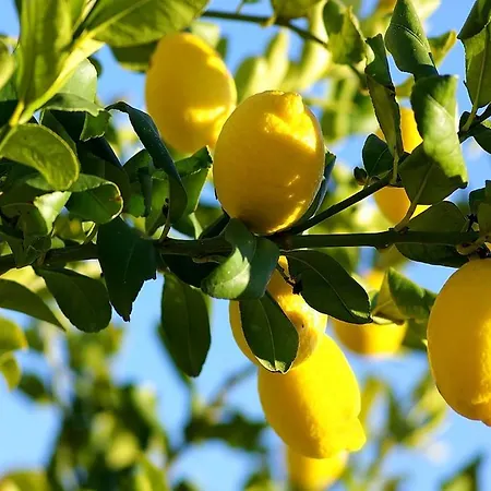 Apartment Citrus Grove *